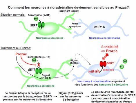 Familles Et Prozac : Soutien Et Compréhension